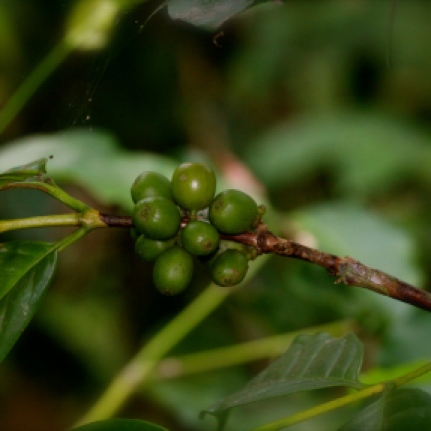 Green coffee berries