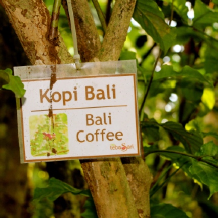 Coffee Farm in Bali