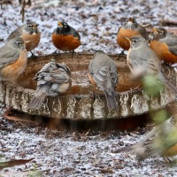 Meditation in Moments ... Robins of the Round Table